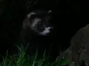 Menno 01 Bunzing koppie